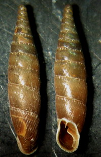Tabella della Famiglia Clausilidae